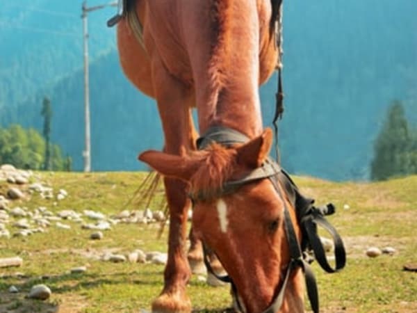 Ajerbaijan Horse